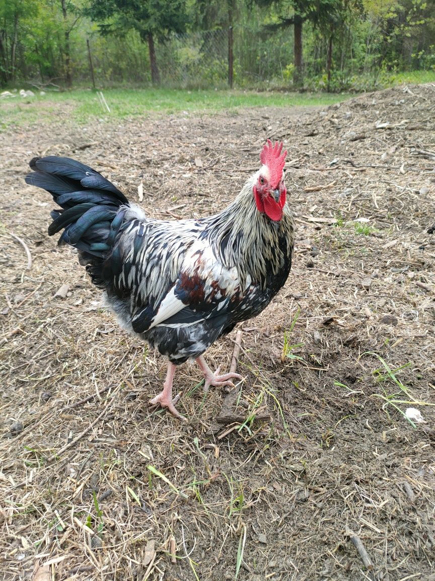 Sprzedam Kury Leghorn , Koguty Zielonóżki, Zagrodowe , Karmazyn