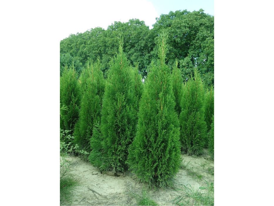 Tuja Szmaragd 100,120,140,150 cm! Thuja Smaragd! Sadzimy! Tuje! Dowóz!