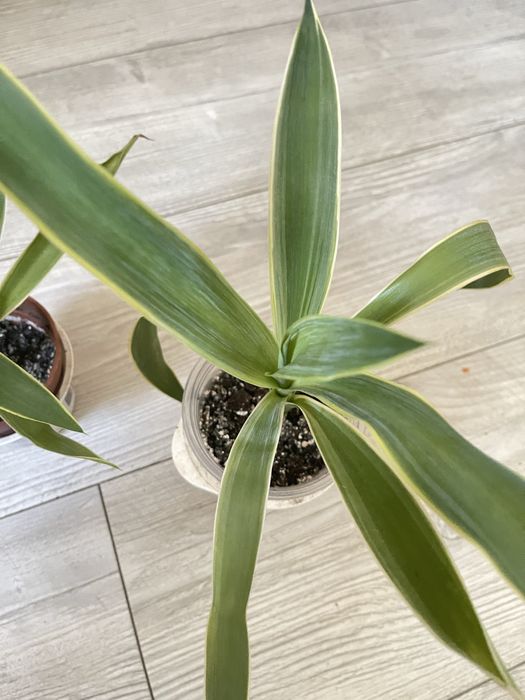 Пальма Юкка, Пак Копстек (Yucca Puck Kopstek]