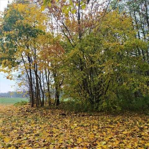 BEZPOŚREDNIO. Działka 7300m2, mazowieckie, 6 min od E77.