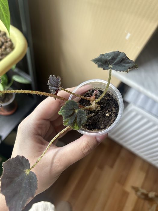 Калатея, бегонія обмін