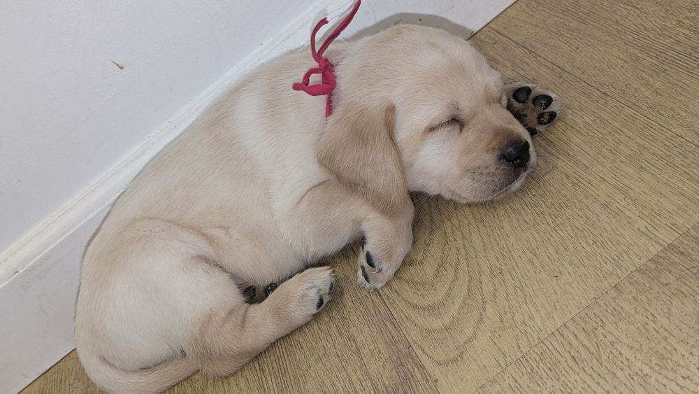 Szczeniak Labrador retriever z rodowodem suczka