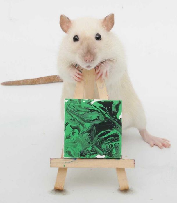 Ручные крыски дамбо и стандарт разных окрасок от 35 дней