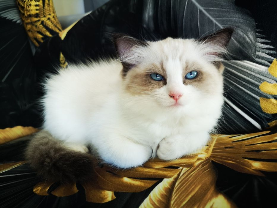 RAGDOLL Arnika, koci przytulas