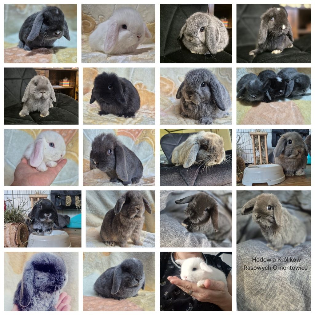 Króliczek Mini lop