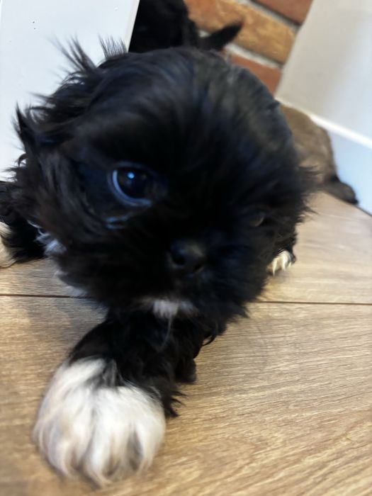 Piesek pekińczyk gotowy do odbioru