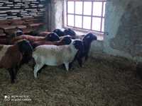 Продам вівці, ЯРКИ та БАРАНИ 50%Дорпер