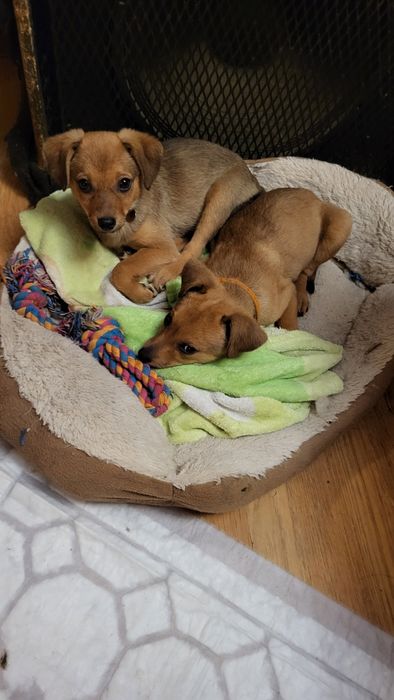 Dwie małe suczki do adopcji