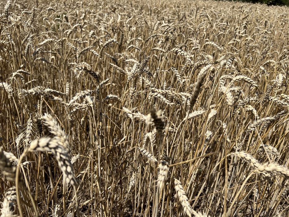 Продам Пшеницю,самовывоз