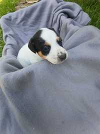 Jack Russell Terrier-Piesek 2 Miot B