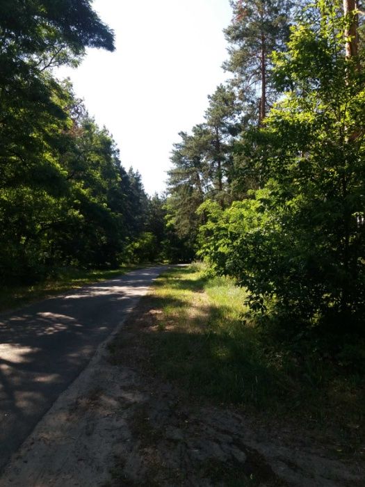 Земельна ділянка 16 соток в лісі с. Проців під будівництво