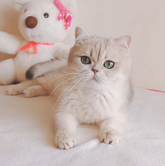 Золотая шиншилла,кошка.