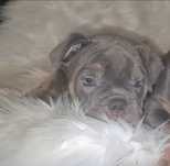 American bully femea  pocket
