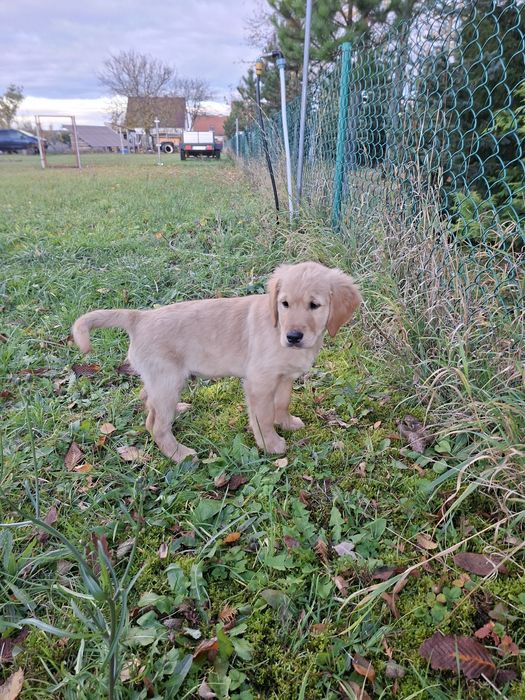 Suczka Golden Retriever