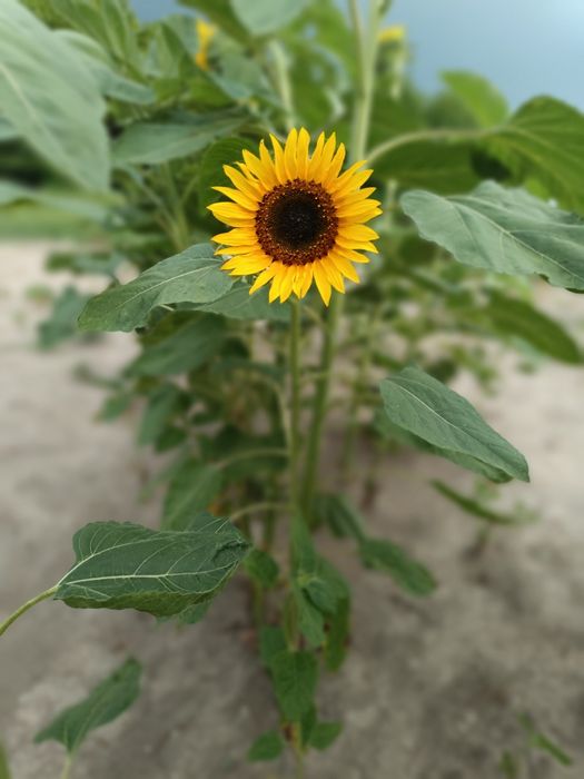 Nasiona słonecznika ozdobnego