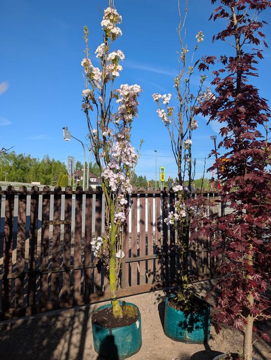 Wiśnia japońska 'Amonagava' 3,5 m wysokości