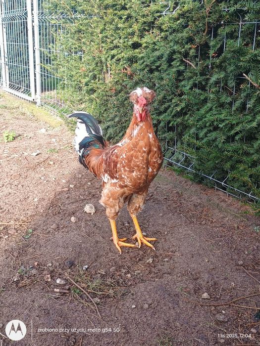 Kogut araukana i czubatka