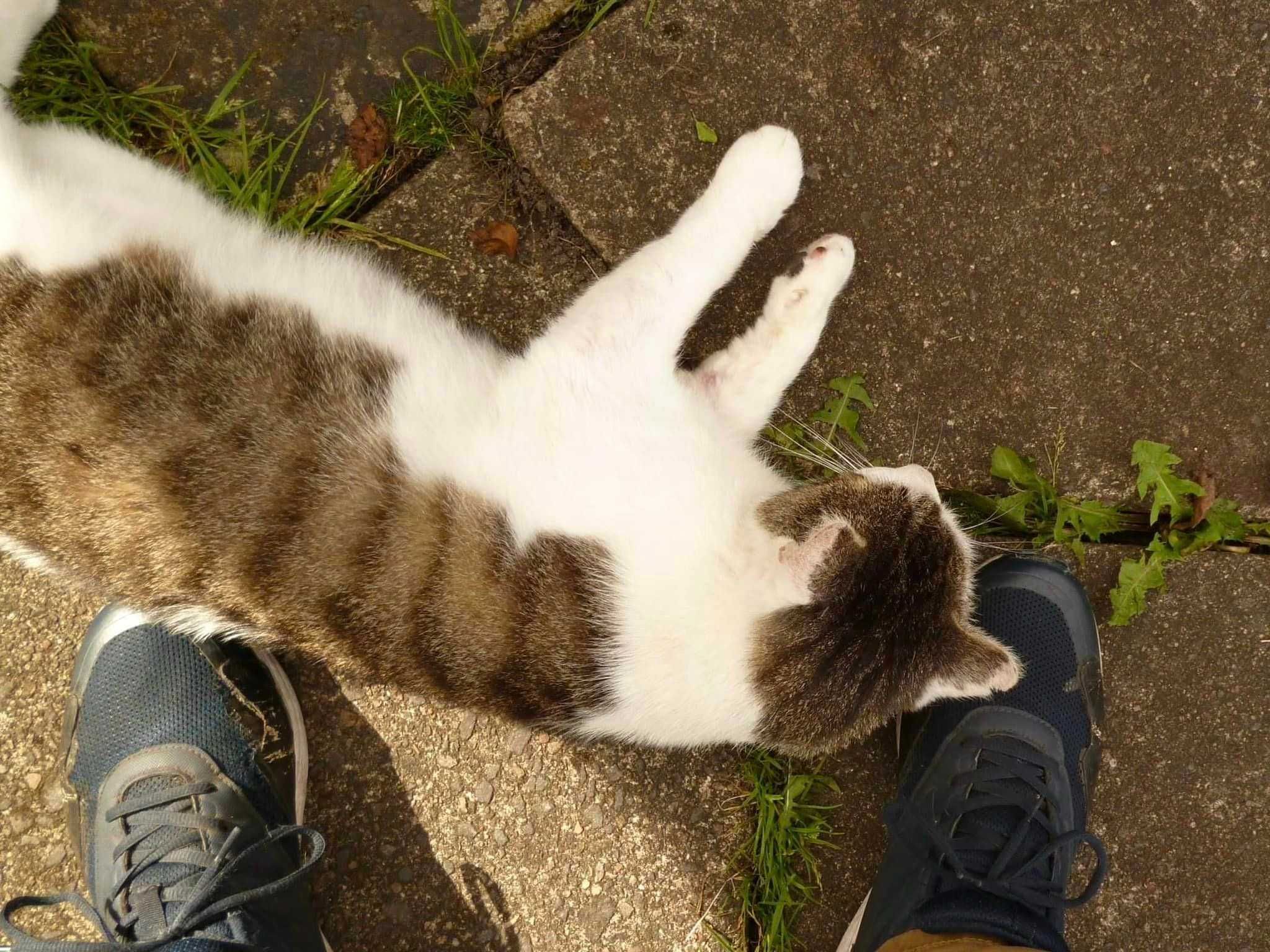 Boluś ok.2 let piękny kochany porzucony kotek szuka domu. Izabela Piet