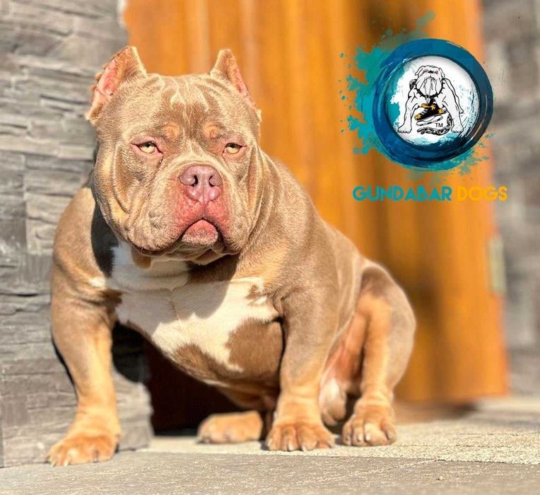 American Bully ABKC Gundabar Dogs
