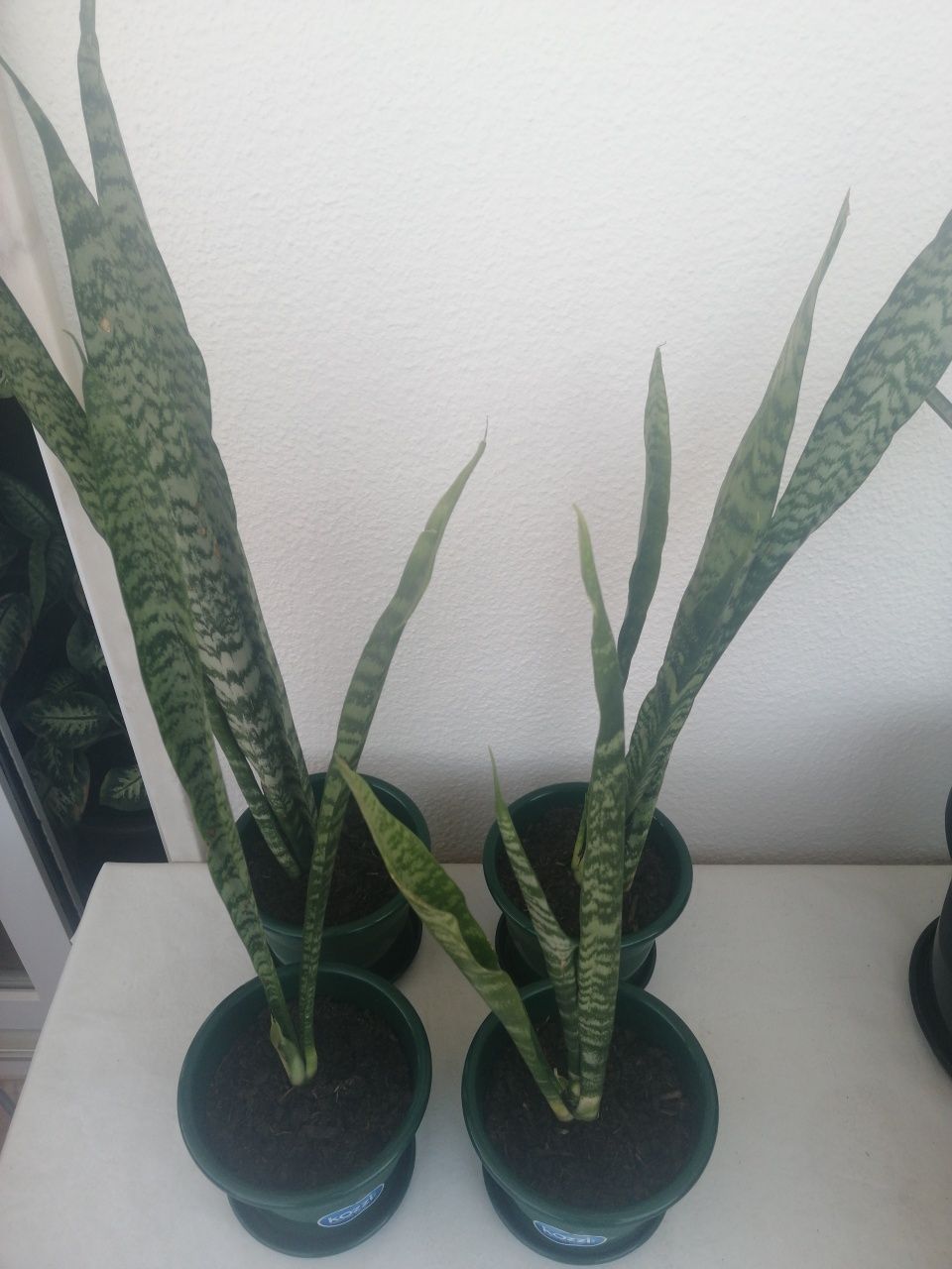 Espada de São Jorge - Planta - Sansevieria Trifasciata