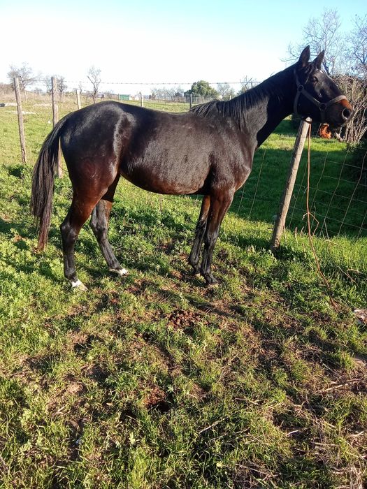 Poldra com livro azul
