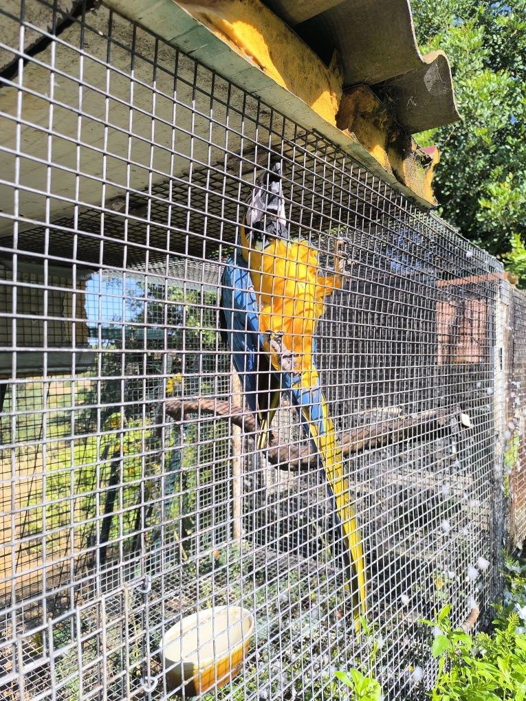 Arara Azul criada à mão