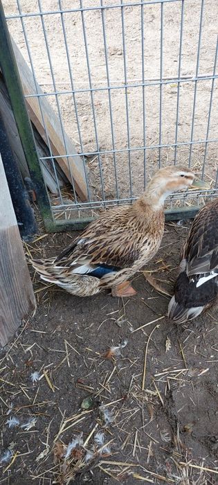 Kaczka staropolska sarnia
