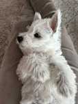 Ostatnia suczka! Gotowa na zmianę domu West Highland White Terrier