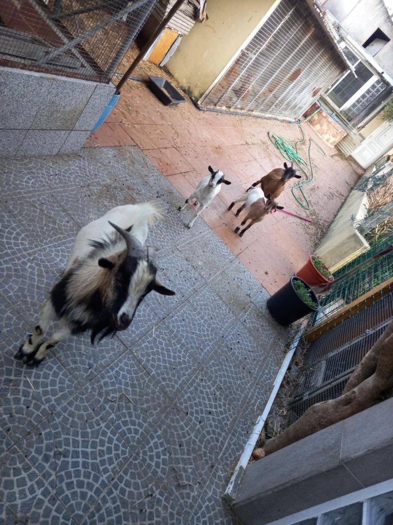Casal de cambra anãs