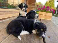 Border collie- szczeniak