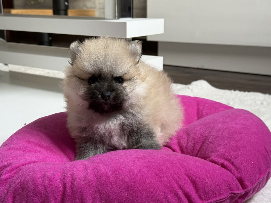 Szpic miniaturowy pomeranian, suczka  orange sable.