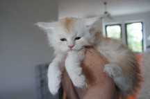 kocurek Maine Coon - FPL - srebrny - po ojcu shaded