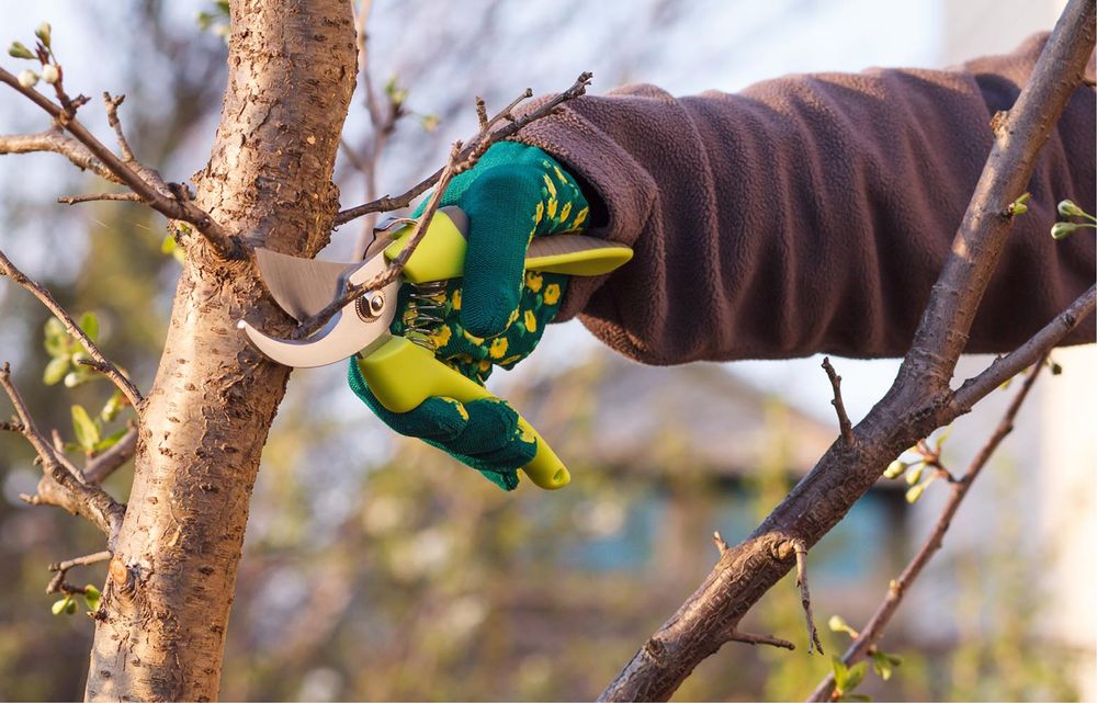 Обрізка плодових дерев, обрізка саду