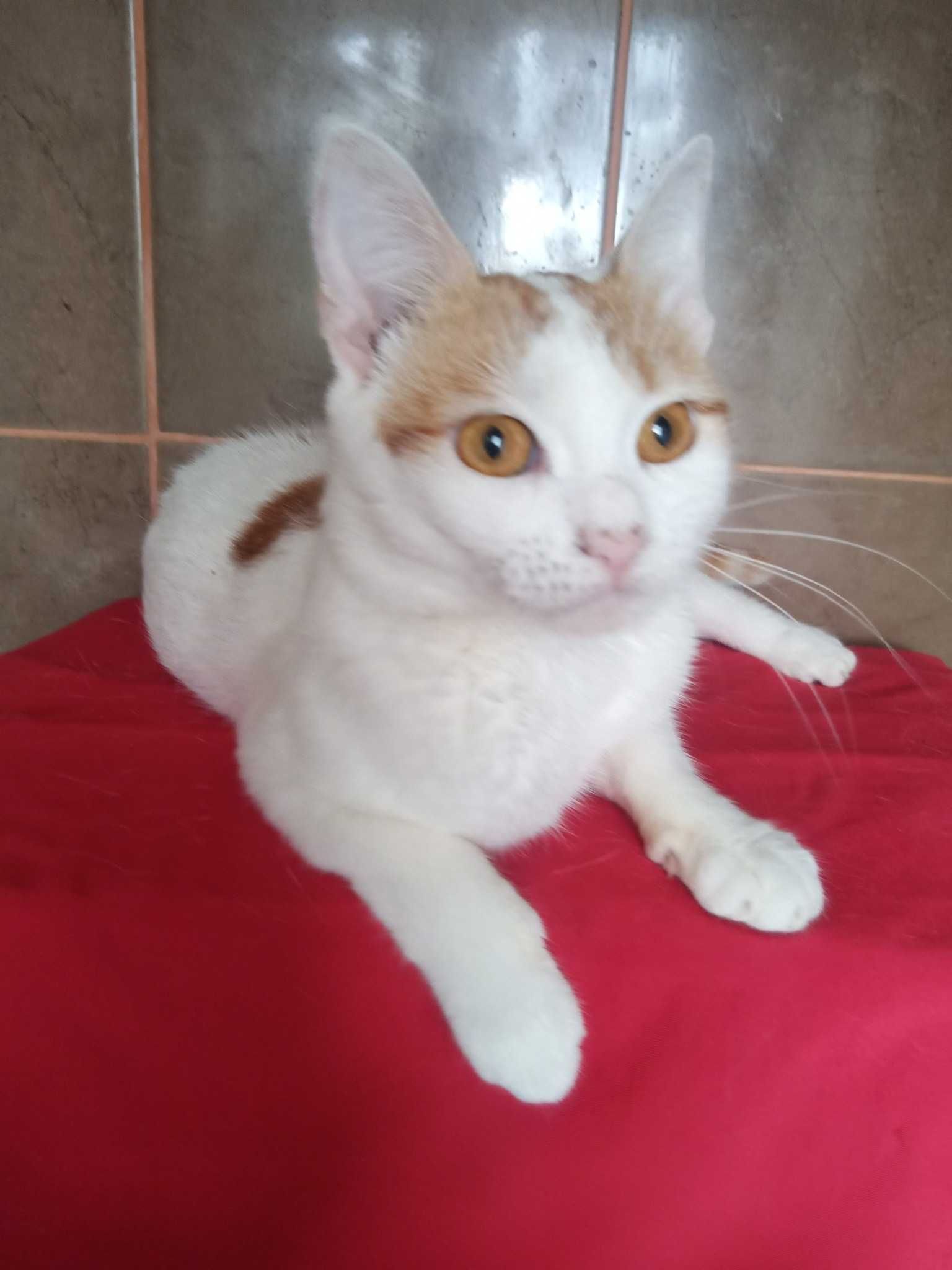Молодий котик шукає дім