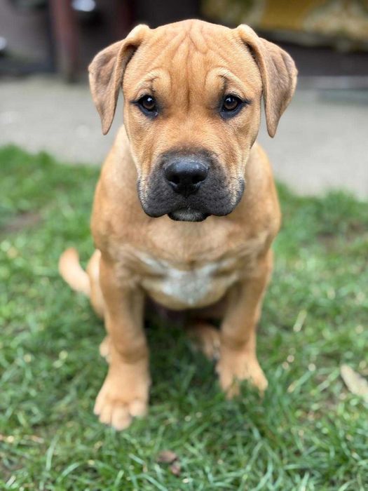 Śliczny piesek szczeniak Bandog (Cadebou, Pitbull)