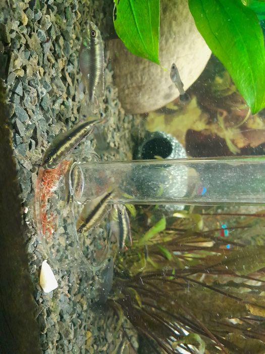 Barwniaki czerwono brzuche