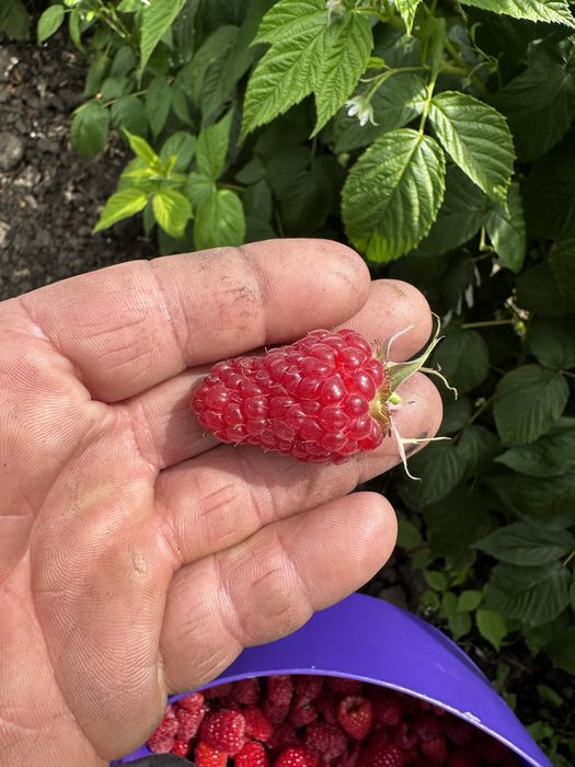 Малина саджанці Мопема Маровілла Феномен