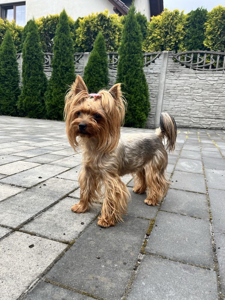 Yorkshire Terrier