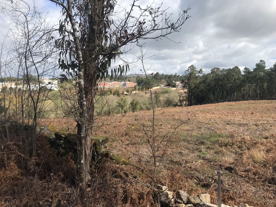 Vende-se bouça com plantação de carvalhos com 3 hectares