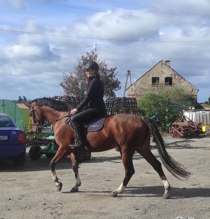 Młoda Klacz (z 2021) PKS