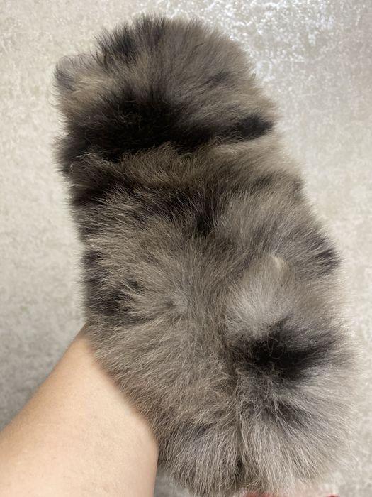 Шпіц померанський дівчинка