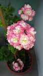 Pelargonie, sadzonki Apple Blossom Rosebud i PAC Candy Flowers Bicolor
