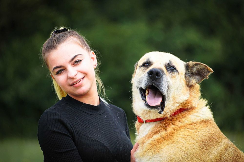 Flop - duży psi senior szuka domu