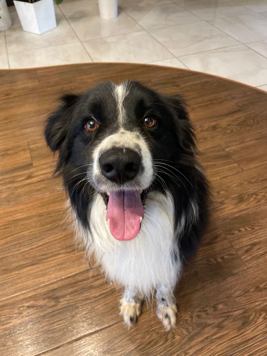 reproduktor Border Collie