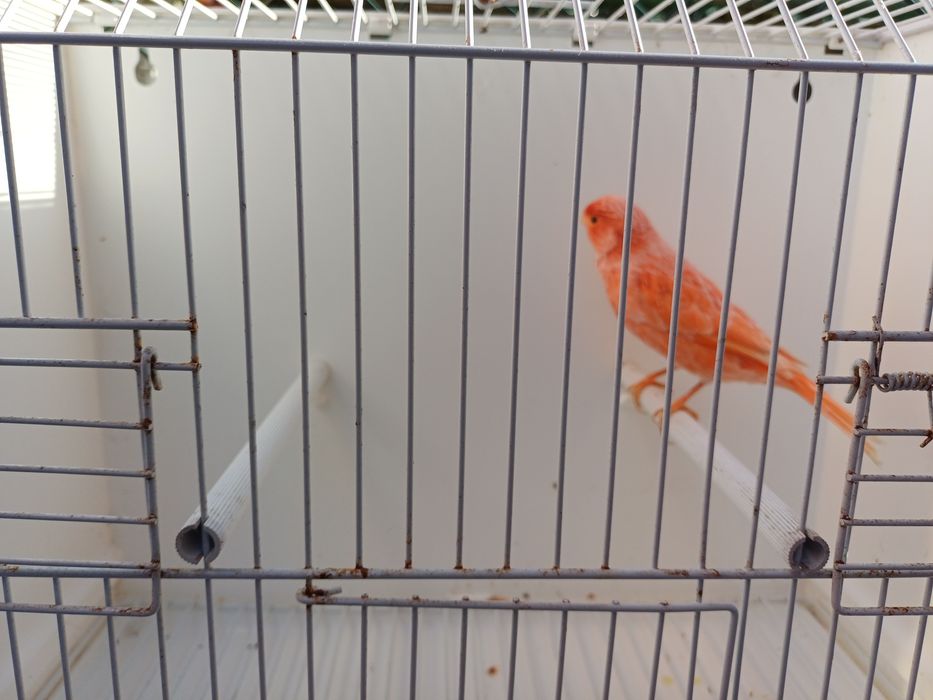 Canário macho vermelho