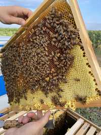 Бджолосімї породи «Вінницька»