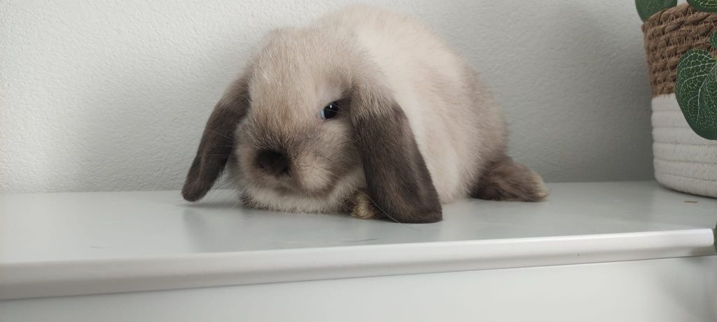 Mini Lop królik gotowe do odbioru