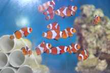 Amphiprion ocellaris  błazenek. Morskie