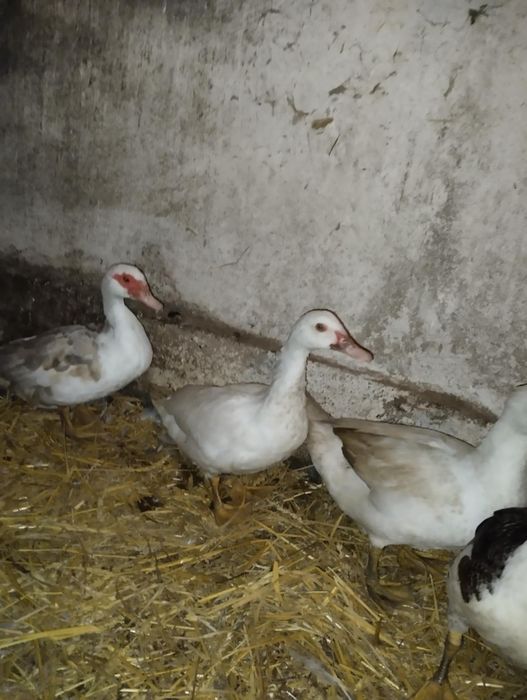 Sprzedam kaczuszki pekinki