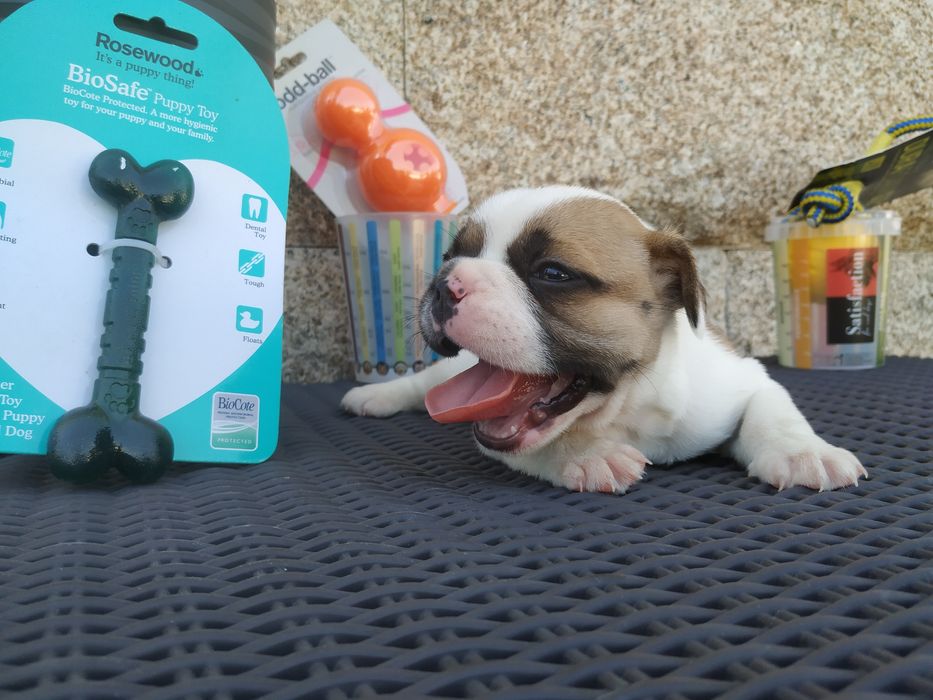 Bulldog francês qualidade